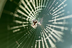  在制造的Spiderweb 免版税库存图片