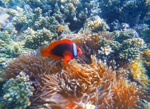 在海葵属特写镜头照片的红色小丑鱼 在珊瑚礁的Clownfish 库存图片 在海葵属特写镜头照片的红色小丑鱼 在珊瑚礁的Clownfish 库存图片