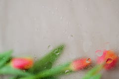 在湿窗口后的美丽的红色郁金香与现实雨滴下 抽象背景,现代中间影调与 免版税库存照片 在湿窗口后的美丽的红色郁金香与现实雨滴下 抽象背景,现代中间影调与 免版税库存照片