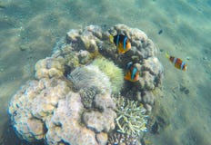 在珊瑚礁和海葵属附近的热带鱼小丑 在海葵属的Clownfish 库存图片 在珊瑚礁和海葵属附近的热带鱼小丑 在海葵属的Clownfish 库存图片