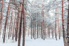 在用在冷的冬天天气的雪报道的多雪的森林杉木分支的冷淡的冬天风景 图库摄影 在用在冷的冬天天气的雪报道的多雪的森林杉木分支的冷淡的冬天风景 图库摄影