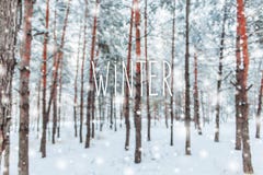 在用在冷的冬天天气的雪报道的多雪的森林杉木分支的冷淡的冬天风景 与冷杉的圣诞节背景 免版税库存照片 在用在冷的冬天天气的雪报道的多雪的森林杉木分支的冷淡的冬天风景 与冷杉的圣诞节背景 免版税库存照片