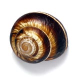 在白色背景的壳,也螺旋pomatia罗马蜗牛,伯根地蜗牛,食用蜗牛或escargot,是种类的大, 免版税库存照片 在白色背景的壳,也螺旋pomatia罗马蜗牛,伯根地蜗牛,食用蜗牛或escargot,是种类的大, 免版税库存照片