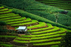 在绿色露台的米领域的一个小屋发出当当声Piang森林, Mae Chaem,清迈,泰国 免版税库存图片 在绿色露台的米领域的一个小屋发出当当声Piang森林, Mae Chaem,清迈,泰国 免版税库存图片