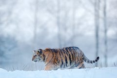 在雪秋天的东北虎 跑在雪的阿穆尔河老虎 在狂放的冬天自然的老虎 行动与危险动物的野生生物场面 库存照片 在雪秋天的东北虎 跑在雪的阿穆尔河老虎 在狂放的冬天自然的老虎 行动与危险动物的野生生物场面 库存照片
