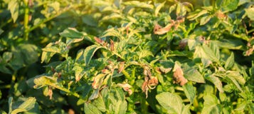 在领域的枯萎病影响的土豆灌木Phytophthora Infestans的 r 作物歉收 干燥叶子 图库摄影 在领域的枯萎病影响的土豆灌木Phytophthora Infestans的 r 作物歉收 干燥叶子 图库摄影