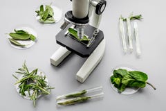 安全食物 食品分析的实验室 草本,绿色在灰色背景顶视图的显微镜下 库存图片 安全食物 食品分析的实验室 草本,绿色在灰色背景顶视图的显微镜下 库存图片