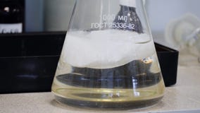 实验室玻璃爱伦美氏圆锥形烧瓶用化学实验的化工白色液体填装了在科学 免版税库存照片 实验室玻璃爱伦美氏圆锥形烧瓶用化学实验的化工白色液体填装了在科学 免版税库存照片