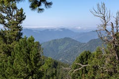 山峰的美丽的景色从杉木森林阿尔泰边疆区的 免版税图库摄影 山峰的美丽的景色从杉木森林阿尔泰边疆区的 免版税图库摄影
