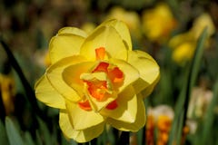 开花的黄色黄水仙花,水仙开花水仙pseudonarcissus,也知道作为野生黄水仙或被借的百合 免版税库存照片 开花的黄色黄水仙花,水仙开花水仙pseudonarcissus,也知道作为野生黄水仙或被借的百合 免版税库存照片