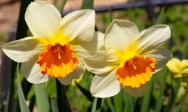 开花的黄色黄水仙花,水仙开花水仙pseudonarcissus,也知道作为野生黄水仙或被借的百合 库存照片 开花的黄色黄水仙花,水仙开花水仙pseudonarcissus,也知道作为野生黄水仙或被借的百合 库存照片