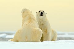 拥抱在流冰的两对北极熊夫妇在北极斯瓦尔巴特群岛 负担与雪和白色冰在海 与da的冷的冬天场面 库存图片 拥抱在流冰的两对北极熊夫妇在北极斯瓦尔巴特群岛 负担与雪和白色冰在海 与da的冷的冬天场面 库存图片