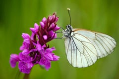捷克兰花,根歧bohemica、桃红色兰花和白色蝴蝶,开花的欧洲地球野生兰花,自然栖所, 库存照片 捷克兰花,根歧bohemica、桃红色兰花和白色蝴蝶,开花的欧洲地球野生兰花,自然栖所, 库存照片