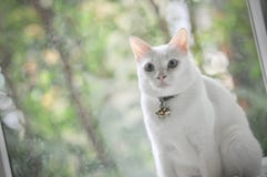 暹罗猫是泰国家猫、非常逗人喜爱和聪明的宠物在房子里,美丽的白色猫和蓝眼睛 免版税库存照片 暹罗猫是泰国家猫、非常逗人喜爱和聪明的宠物在房子里,美丽的白色猫和蓝眼睛 免版税库存照片