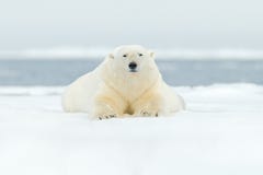 极性在斯瓦尔巴特群岛海涉及与雪的流冰边缘和水 白色大动物在自然栖所,欧洲 野生生物场面f 图库摄影 极性在斯瓦尔巴特群岛海涉及与雪的流冰边缘和水 白色大动物在自然栖所,欧洲 野生生物场面f 图库摄影