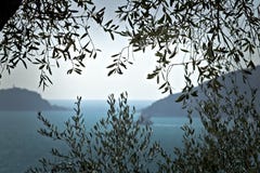橄榄色的植物在与利古里亚海的背景中 在拉斯佩齐亚海湾拍摄的橄榄色的叶子有背景 库存图片 橄榄色的植物在与利古里亚海的背景中 在拉斯佩齐亚海湾拍摄的橄榄色的叶子有背景 库存图片