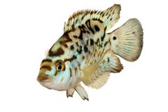 电蓝色杰克・登普西丽鱼科鱼Nandopsis Octofasciatum水族馆鱼 免版税库存图片 电蓝色杰克・登普西丽鱼科鱼Nandopsis Octofasciatum水族馆鱼 免版税库存图片