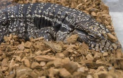 黑白tegu,阿根廷巨型tegu, Tupinambis merianae 免版税库存照片 黑白tegu,阿根廷巨型tegu, Tupinambis merianae 免版税库存照片