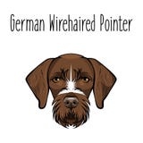 硬毛德国的指针 狗品种 布朗面对猎犬 也corel凹道例证向量 皇族释放例证 硬毛德国的指针 狗品种 布朗面对猎犬 也corel凹道例证向量 皇族释放例证