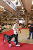 纯血统狗的陈列在Palasettembre,基乌杜诺BG的14-1 免版税库存照片 纯血统狗的陈列在Palasettembre,基乌杜诺BG的14-1 免版税库存照片