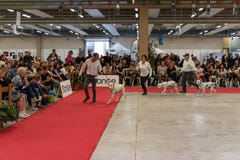 纯血统狗的陈列在Palasettembre,基乌杜诺BG的14-1 免版税库存照片 纯血统狗的陈列在Palasettembre,基乌杜诺BG的14-1 免版税库存照片