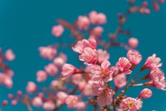 美丽的桃红色白色樱花在有蓝天的,佐仓庭院里开花树枝 自然冬天春天背景 图库摄影 美丽的桃红色白色樱花在有蓝天的,佐仓庭院里开花树枝 自然冬天春天背景 图库摄影