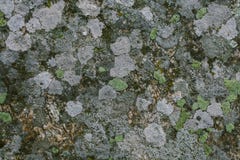 自然地衣和青苔背景和纹理 用地衣和青苔盖的老灰色墙壁 有机纹理和背景 库存图片 自然地衣和青苔背景和纹理 用地衣和青苔盖的老灰色墙壁 有机纹理和背景 库存图片