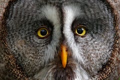 细节猫头鹰面孔画象 猫头鹰在森林巨大灰色猫头鹰,猫头鹰类nebulosa hiden,坐与草的老树干, portra 免版税库存图片 细节猫头鹰面孔画象 猫头鹰在森林巨大灰色猫头鹰,猫头鹰类nebulosa hiden,坐与草的老树干, portra 免版税库存图片