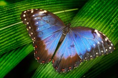 蓝色蝴蝶 蓝色Morpho, Morpho peleides,大蝴蝶坐绿色叶子 美丽的昆虫在自然栖所, wildl 免版税库存照片 蓝色蝴蝶 蓝色Morpho, Morpho peleides,大蝴蝶坐绿色叶子 美丽的昆虫在自然栖所, wildl 免版税库存照片