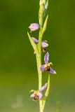 image photo : Bee orchid ophrys apifera flower