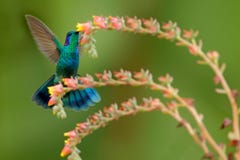 蜂鸟绿色紫罗兰色耳朵, Colibri thalassinus,在美丽的砰橙黄色花旁边的猛冲在自然生态环境,鸟从 免版税库存照片 蜂鸟绿色紫罗兰色耳朵, Colibri thalassinus,在美丽的砰橙黄色花旁边的猛冲在自然生态环境,鸟从 免版税库存照片