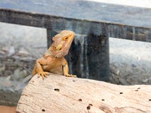 蜥蜴- Pogona vitticeps -有胡子的蜥蜴坐击倒的树在澳大利亚动物园淦宗师在Kibutz Nir大卫在以色列 库存图片 蜥蜴- Pogona vitticeps -有胡子的蜥蜴坐击倒的树在澳大利亚动物园淦宗师在Kibutz Nir大卫在以色列 库存图片