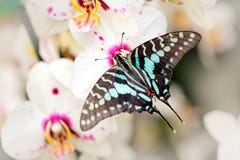 蝴蝶Graphium antheus,大镶边swordtail,坐白色兰花 从热带森林的美丽的昆虫在乌干达, Afric 图库摄影 蝴蝶Graphium antheus,大镶边swordtail,坐白色兰花 从热带森林的美丽的昆虫在乌干达, Afric 图库摄影
