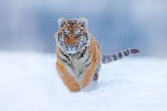 跑在雪的老虎面孔 在狂放的冬天自然的阿穆尔河老虎 行动野生生物场面,危险动物 在taiga的冷的冬天, Russi 免版税图库摄影 跑在雪的老虎面孔 在狂放的冬天自然的阿穆尔河老虎 行动野生生物场面,危险动物 在taiga的冷的冬天, Russi 免版税图库摄影