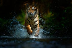 连续老虎水 危险动物, tajga在俄罗斯 在森林小河的动物 灰色石头,河小滴 与飞溅的老虎 库存照片 连续老虎水 危险动物, tajga在俄罗斯 在森林小河的动物 灰色石头,河小滴 与飞溅的老虎 库存照片