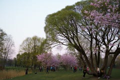 里加,拉脱维亚- 2019年4月24日:在胜利公园享用佐仓樱花-有海鸥飞行的城市运河的人 免版税库存图片 里加,拉脱维亚- 2019年4月24日:在胜利公园享用佐仓樱花-有海鸥飞行的城市运河的人 免版税库存图片