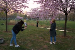 里加,拉脱维亚- 2019年4月24日:在胜利公园享用佐仓樱花-有海鸥飞行的城市运河的人 免版税库存照片 里加,拉脱维亚- 2019年4月24日:在胜利公园享用佐仓樱花-有海鸥飞行的城市运河的人 免版税库存照片