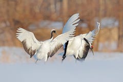雪舞蹈本质上 从多雪的自然的野生生物场面 冷冬天 对两在雪草甸红加冠了起重机,有开放翼的 库存照片 雪舞蹈本质上 从多雪的自然的野生生物场面 冷冬天 对两在雪草甸红加冠了起重机,有开放翼的 库存照片