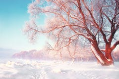 风景冬天背景 斯诺伊冷淡的树在明亮的晴天 在降雪以后的自然场面 在树分支的树冰 库存图片 风景冬天背景 斯诺伊冷淡的树在明亮的晴天 在降雪以后的自然场面 在树分支的树冰 库存图片