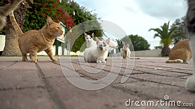 Кремовые Кошки Фото Кремовые Кошки Фото