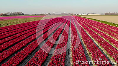 Фото Полей Голландии Фото Полей Голландии