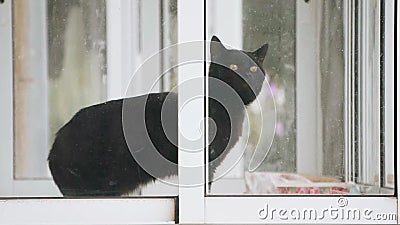 Черная кошка с желтыми глазами на балконе Крутая съемка видеоматериал - Видео насчитывающей собака, меховой: 157789514