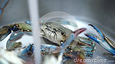 一只蓝色螃蟹坐在厨房水槽里的特写股票视频 视频包括有一只蓝色螃蟹坐在厨房水槽里的特写 一只蓝色螃蟹坐在厨房水槽里的特写股票视频 视频包括有一只蓝色螃蟹坐在厨房水槽里的特写