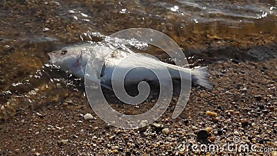一条被污染的海湾岸边被冲上岸的死鱼股票视频 视频包括有一条被污染的海湾岸边被冲上岸的死鱼