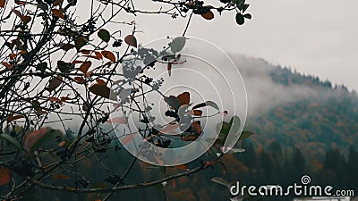 乌克兰的喀尔巴阡村喀尔巴阡秋山顶浓雾绿叶股票视频 视频包括有具球果 林业 多小山 照亮 乌克兰的喀尔巴阡村喀尔巴阡秋山顶浓雾绿叶股票视频 视频包括有具球果 林业 多小山 照亮