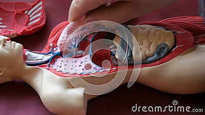 人体的解剖结构的玩具模型少年的手拆卸人为人内部影视素材 视频包括有medicine Healthcare 人体的解剖结构的玩具模型少年的手拆卸人为人内部影视素材 视频包括有medicine Healthcare