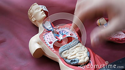 人体的解剖结构的玩具模型少年的手收集人为人内部影视素材 视频包括有medicine Lungs 人体的解剖结构的玩具模型少年的手收集人为人内部影视素材 视频包括有medicine Lungs