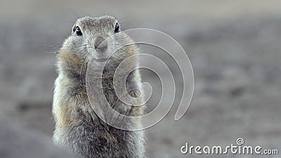 画像可爱野生海洋动物北海狮游泳水太平洋股票视频 视频包括有 画像可爱野生海洋动物北海狮游泳水太平洋股票视频 视频包括有