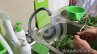 厨房的水槽里放着许多欧芹叶 男人把树根分开 用一串水洗影视素材 视频包括有叶子 荷兰芹