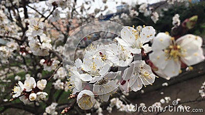 杏子花开花影视素材 视频包括有弄脏 花瓣 附录 四元组 生长 种子 夏天 春天 本质 杏子花开花影视素材 视频包括有弄脏 花瓣 附录 四元组 生长 种子 夏天 春天 本质